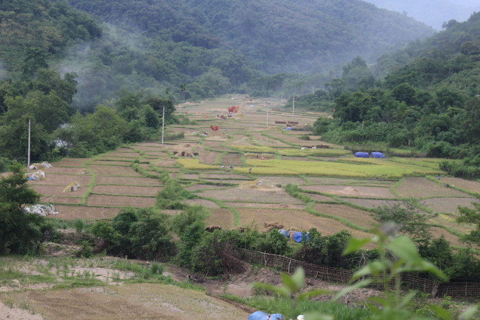 1.Những ngày này cùng với nông dân trong toàn huyện nông dân xã Tam Thái ( Tương Dương) cũng đang hối hả thu hoạch vụ hè thu. Ảnh: Đình Tuân