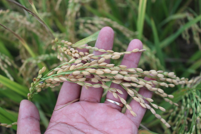 Vụ hè thu năm nay nông dân xã Tam Thái trồng thử nghiệm lúa TNA6, theo như quan sát và đa số người dân cho biết “ Loại giống này cho hạt to và sây hạt, nhưng không biết do năm này thời tiết khắc nghiệt mưa gió thất thường hay sao mà vẫn có hạt bị lép”. Ảnh: Đình Tuân 