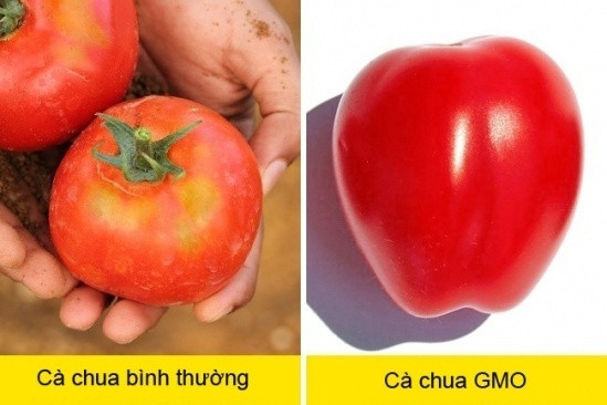 Phân biệt thực phẩm hữu cơ và GMO qua hình thức bề ngoài.