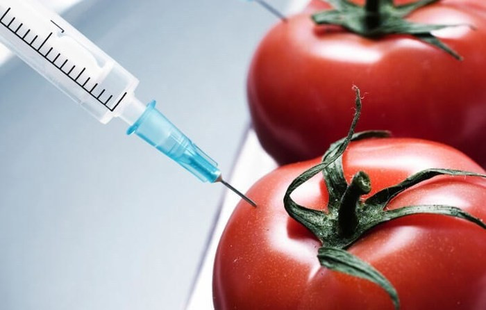 Cà chua: Khi thử nghiệm thì cà chua biến đổi gien có ít đặc tính chống oxy hóa hơn cà chua tự nhiên. Hơn nữa vì là cà chua biến đổi gien nên loại quả này bị giảm chất dinh dưỡng.