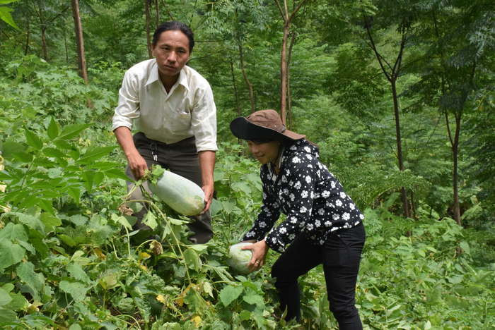 Thu hoạch bí xanh ở Kỳ Sơn. Ảnh: Quang An