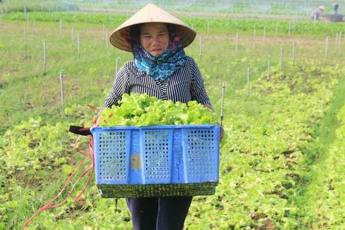 Để tránh thiệt hại về kinh tế, bà con bám đồng thu hoạch rau khẩn trương để tránh bão. Ảnh: Việt Hùng