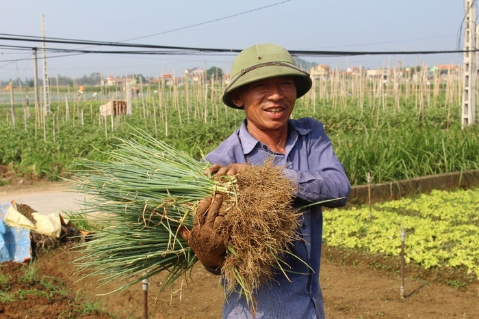 Nông dân Quỳnh Lưu thu hoạch rau màu 