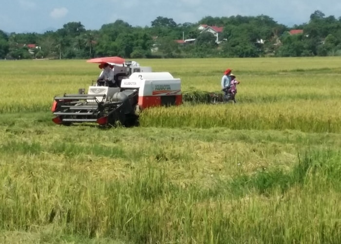 Bà con nông dân huyện Tân Kỳ tập trung lúa mùa. Ảnh: Lam Giang