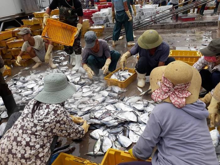 Ngư dân cùng với thương lái tập trung phân loại cá. Ảnh: Việt Hùng