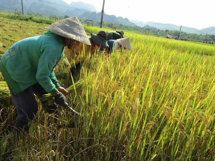 Bà con nhân dân tích cực gặt lúa nhằm tránh bão. Ảnh: Bé Vinh
