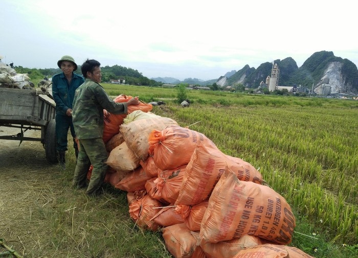 thu hoạch ngô hè thu. Ảnh: Thái Hiền