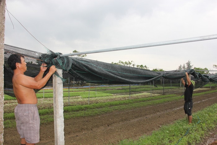 Công việc trước mắt là thu lưới về nhà. Bão số 2 đã khiến các diện tích rau của bà con nông dân Hưng Đông tan hoang. Vì vậy ngay sáng ngày 14/9, nghe tin bão số 10 đang đến gần ai nấy ra đồng cắt lưới mang về để tránh thiệt hại như bão số 2 trước đó.