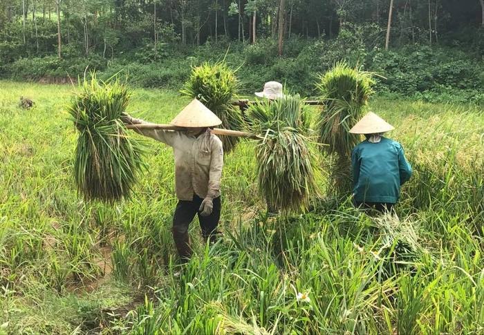 Bà con xã Nghĩa Yên (Nghĩa Đàn) khẩn trương thu hoạch lúa mùa. Ảnh: Minh Thái