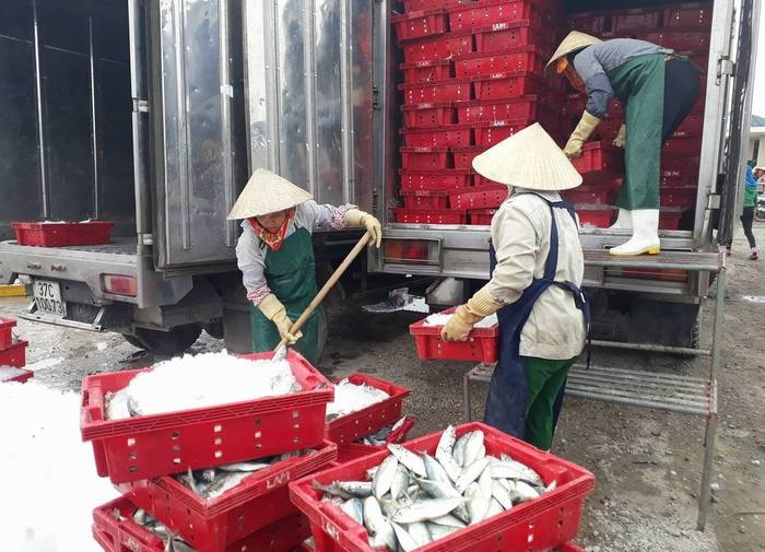 Nhiều thương lái thu mua hải sản khẩn trương vận chuyển cá lên xe đưa đi tiêu thụ. Ảnh: Thúy Nga