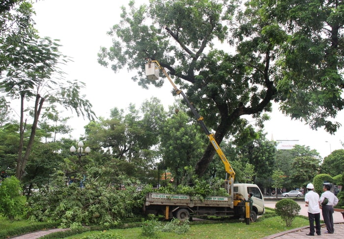 Công ty CP Công viên cây xanh cắt tỉa cây xanh trên đường Phan Đình Phùng. Ảnh: Minh Chi