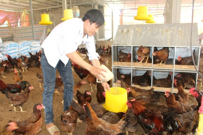 Phòng chống dịch bệnh cho vật nuôi mùa mưa bão