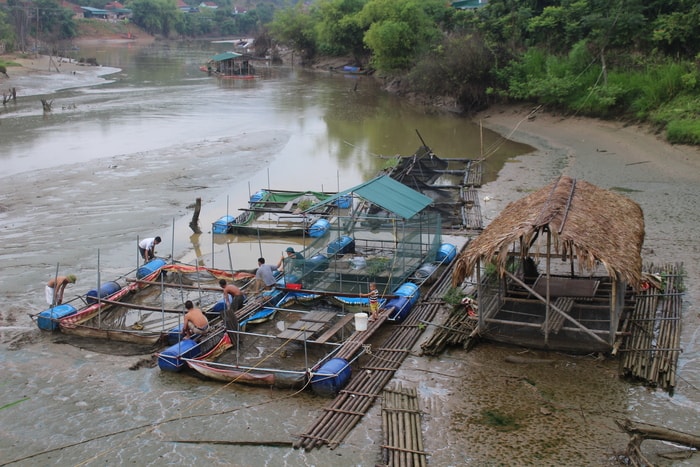 Nhằm hạ mực nước trong lòng hồ về mức đón lũ theo quy trình vận hành. Từ chiều 13/9 đến hôm nay (15/9), Nhà máy thủy điện Khe Bố đã xả nước theo quy trình vận hành liên hồ chứa để chủ động ứng phó ảnh hưởng của bão số 10. Tuy nhiên do lượng xả lớn nên gần 40 hộ dân nuôi cá lồng bè ở khe Chà Lạp thuộc địa phận bản Cánh Tráp, xã Tam Thái (Tương Dương) bị đe dọa nghiêm trọng. Ảnh: Đ.T