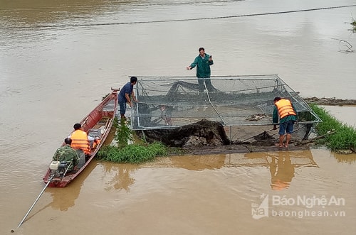 Lực lượng dân quân tự vệ xã Tam Thái kết hợp với bà con đang di chuyển một lồng cá bị trôi để neo đậu. Ảnh: Văn Trường.