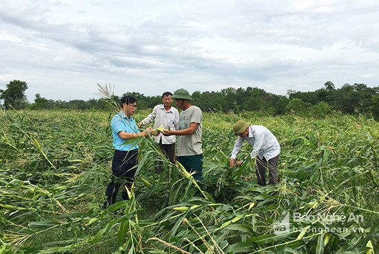 Cánh đồng ngô nếp hàng hoá ở Hưng Lĩnh thiệt hại hoàn toàn. Ảnh: Phú Hương