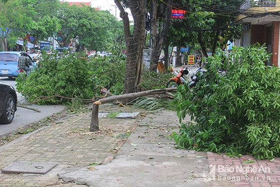  thậm chí một số cây bị gió bão quật ngã chắn ngang vỉa hè tại đường Lê Hồng Phong chưa được thu dọn. Ảnh: Quang An