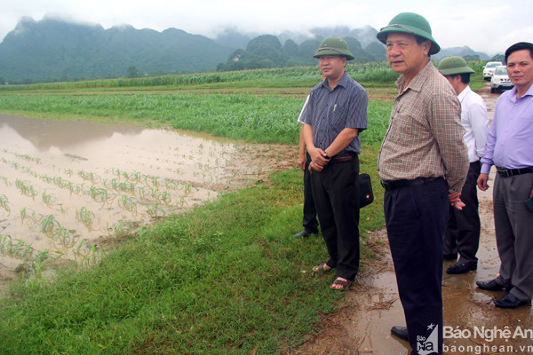 Đoàn công tác kiểm tra tình trạng ngập tại các ruộng ngô ven sông Lam ở xã Tam Sơn. Ảnh. Tiến Hùng.