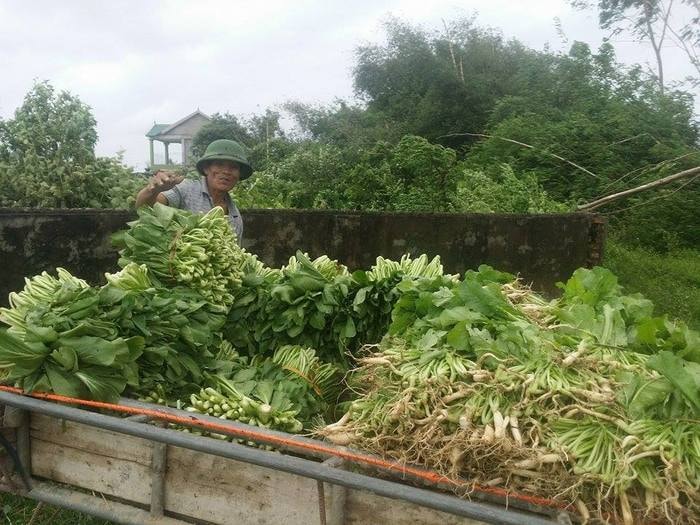 Nhân dân xã Nghi Thuận tranh thủ lúc trời lặng ra đồng thu hoạch rau chạy mưa do hoàn lưu sau bão. Ảnh: Nhật Tuấn