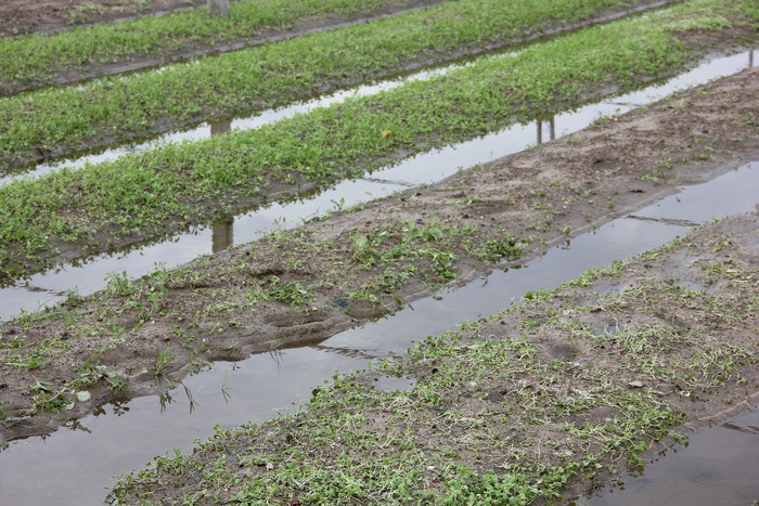 Cơn bão số 10 đi qua, hàng chục ha rau xanh tại vườn rau Vinh Xuân, xã Hưng Đông(TP. Vinh) bị thiệt hại nặng. Ảnh: Thiên Thiên