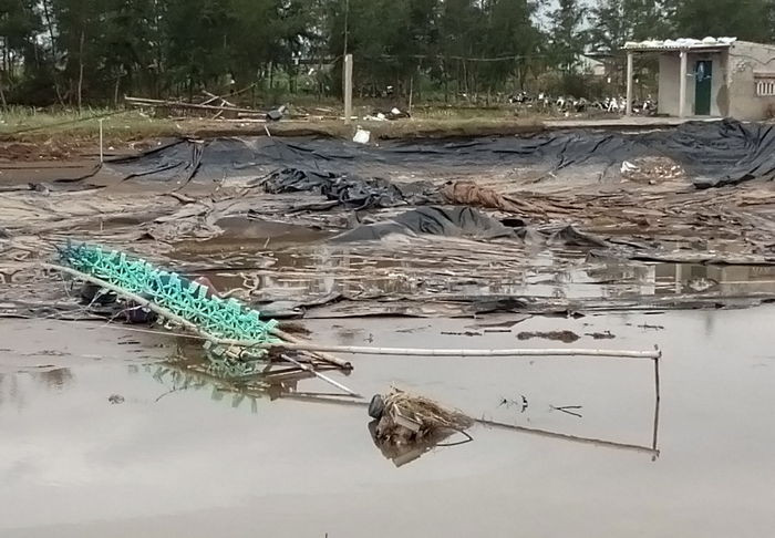 Các đầm tôm vùng ngoài đê huyện Diễn Châu bị thiệt hại nặng sau bão số 10. Ảnh: Phan Giang