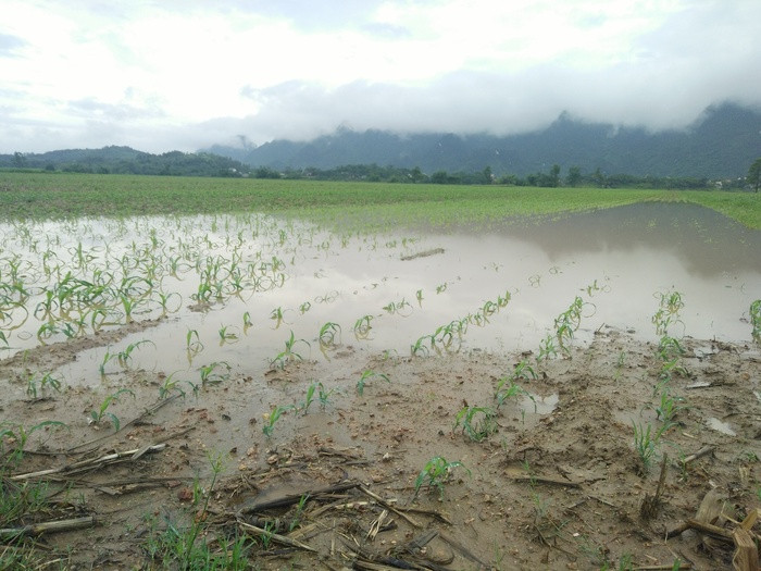Sau cơn bão số 10 tính đến sáng ngày 16/9 trên địa bàn huyện Anh Sơn có 140 ha ngô đông bị ngập úng cục bộ phải gieo trỉa lại. Ảnh: Thái Hiền
