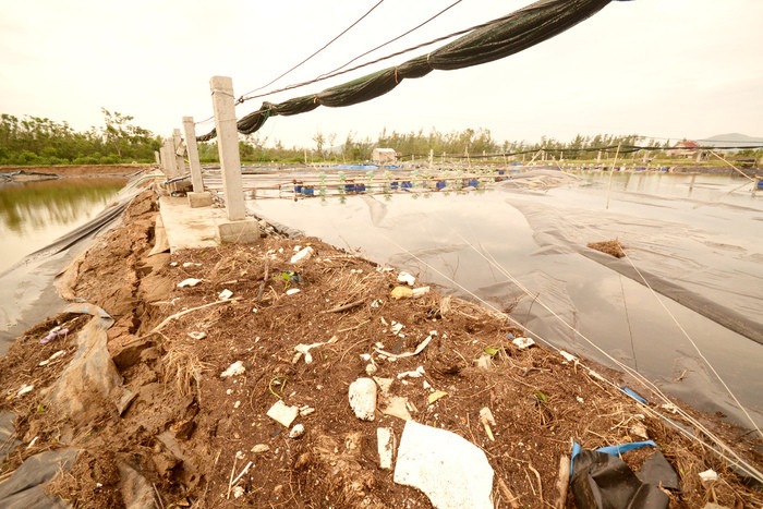 Toàn bộ diện tích gần 5 ha với 16 đầm tôm của gia đình anh Ngô Xuân Đại xóm 4, Diễn Trung bị phá hủy hoàn toàn, thiệt hại ước tính hơn 1 tỷ đồng. Ảnh: Trần Cảnh Yên
