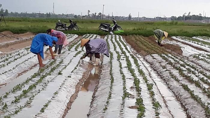 Bà con Nghi Lộc phủ lại ni lông, dựng lại từng cây lạc bị đổ. Ảnh: Thu Hiền