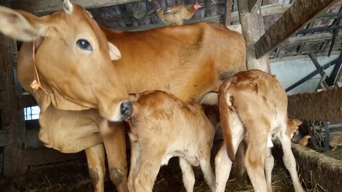 Con bò mẹ 10 năm tuổi của gia đình ông Thành đã bất ngờ sinh đôi 2 con bê cái.