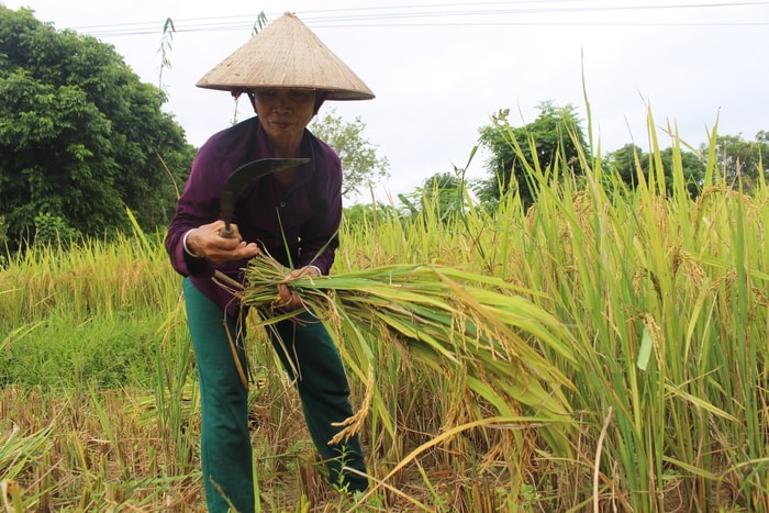 Cụ bà này cho biết: “Mấy ngày mưa bão công việc bị ngưng trệ, hôm nay trời tạnh ráo nên phải tranh thủ gặt nốt số lúa còn lại để kịp làm vụ mới”. Ảnh: Đình Tuân