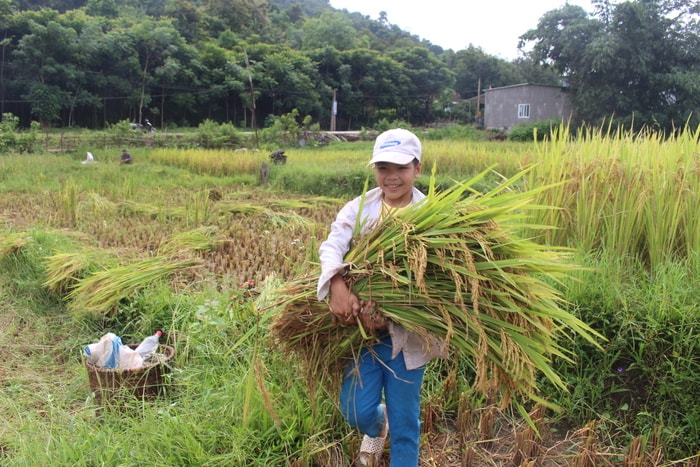 Tranh thủ ngày nghỉ cậu bé này cũng ra ruộng thu hoạch giúp bố mẹ. Ảnh: Đình Tuân