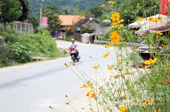 Quãng đường qua hai bản vùng cao gần đây được người dân trồng một số loài hoa như cúc, thanh táo, mào gà, mười giờ…