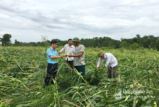Nhiều diện tích sản xuất nông nghiệp bị thiệt hại. Ảnh: Phú Hương
