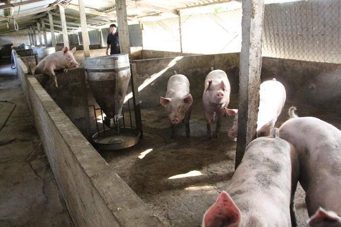 Chăn nuôi lợn kết hợp nuôi cá ở Hưng Tân (Hưng Nguyên). Ảnh: Trân Châu