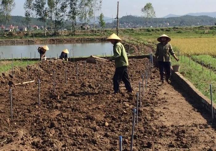 Nông dân huyện Quỳnh Lưu tích cực sản xuất rau màu sau bão. Ảnh Như Thủy