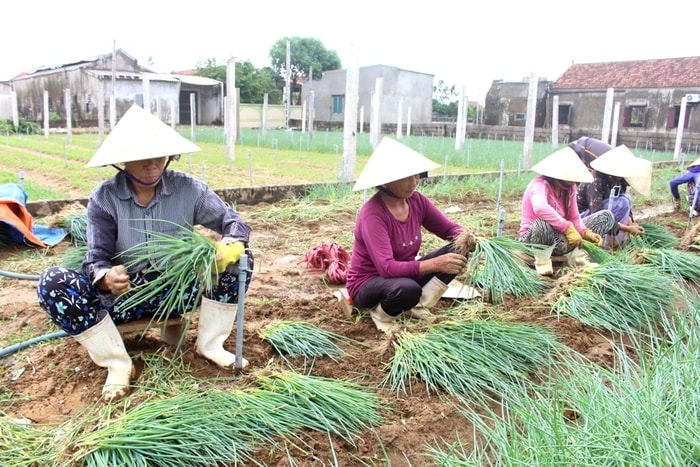 Bà con xã Quỳnh Lương (Quỳnh Lưu) thu hoạch hành hoa sau bão. Ảnh: Việt Hùng