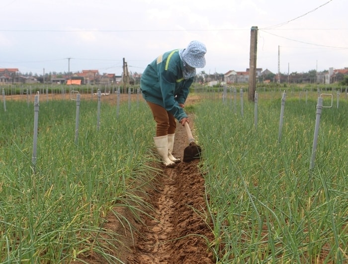 Nông dân Quỳnh Lưu chăm sóc, vun luống hành hoa sau bão. Ảnh: Việt Hùng