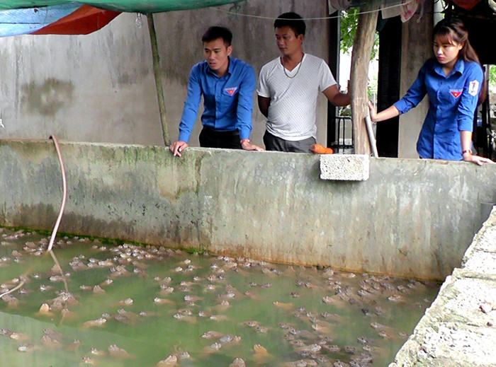 Mô hình nuôi ếch của anh Phạm Văn Thuần ở xã Long Thành (Yên Thành)mỗi năm xuất bán hơn 6 vạn ếch giống, 3 tấn ếch thương phẩm; thu lãi ròng trên 100 triệu đồng/năm.Ảnh: Anh Tuấn