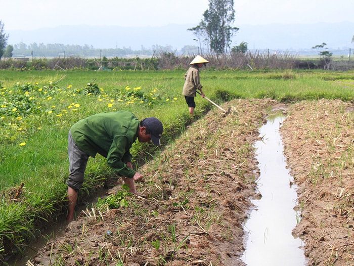 Sau bão số 10, bà con nông dân huyện Nam Đàn ra đồng khôi phục sản xuấ rau màu. Ảnh: Phương Thúy