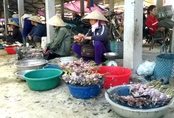 Chim trời được bày bán tràn lan ở các điểm chợ, nhất là chợ Quỳnh Vân xã Quỳnh Văn. Ảnh: Việt Hùng