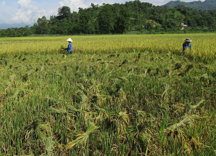 Toàn huyện Qùy Châu đã gieo trồng được hơn 270ha diện tích lúa hè thu ở 2 xã Châu Tiến (250 ha), Châu Thắng (20ha). Ảnh Bé Vinh