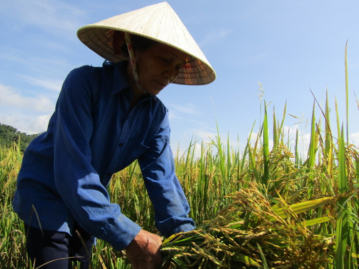 Tranh thủ thời tiết nắng ráo, gia đình bà Sầm Thị Châu ở bản Hoa Tiến 1, xã Châu Tiến tập trung gặt 0,3ha lúa. Ảnh Bé Vinh
