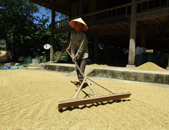 Sau bão, bà con nông dân huyện Quỳ Châu khẩn trương đưa lúa ra phơi . Ảnh Bé Vinh