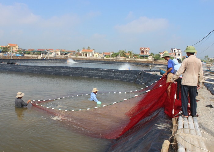 Công ty TNHH Hải Tuấn đang di chuyển tôm sang các hồ đã xử lý để đề phòng dịch bệnh. Ảnh: Thanh Thủy