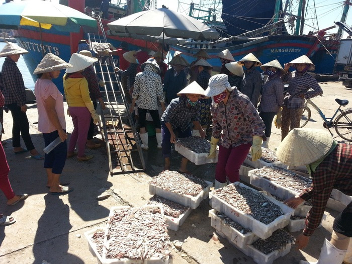 Tàu cá của ngư dân Nguyễn Ngọc Hiển, xã Tiến Thủy (Quỳnh Lưu) trúng đậm cá cơm trong một đêm trong chuyến biển sau bão. Ảnh: Ngọc Bích