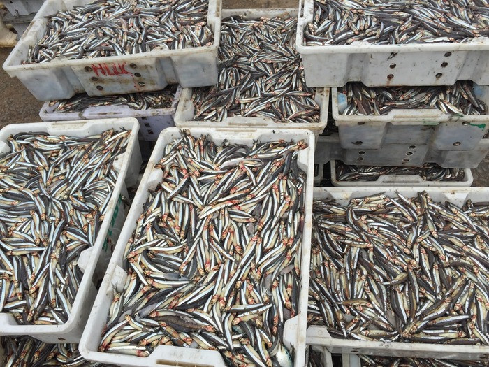 Hiện giá thu mua tại bến cá trỏng cơm đen 12.000 đồng/kg, cá trỏng cơm trắng 14.000 đồng/kg. Ảnh: Ngọc Bích