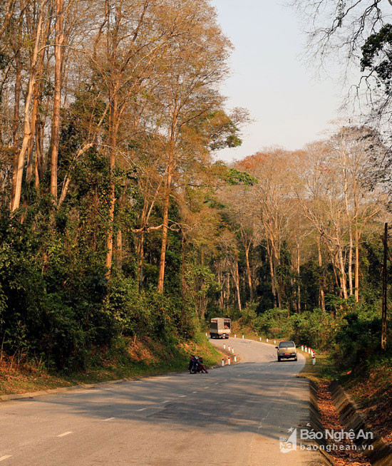 Đoạn đường đi qua rừng săng lẻ ở xã Tam Đình (Tương Dương) rực rỡ trong nắng chiều. Ảnh: Hồ Phương