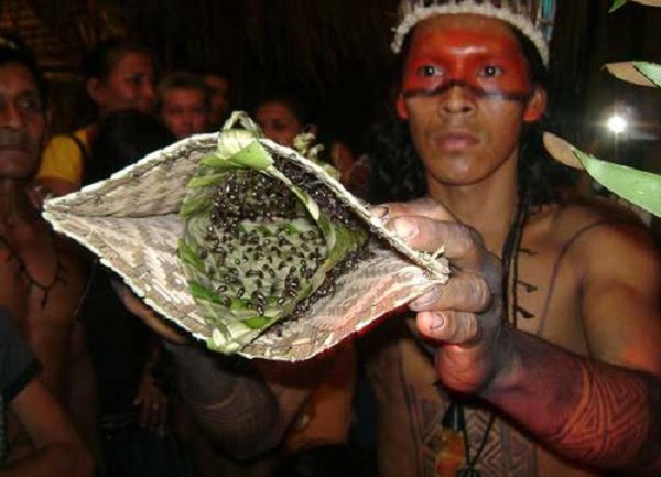 Các chàng trai ở bộ lạc Satere-Mawe trong rừng Amazon để được công nhận là một người đàn ông thực thụ sẽ phải để hàng trăm con kiến đạn đốt vào tay. Kiến đạn là một trong những loài côn trùng đốt đau nhất thế giới. Vết cắn của chúng khiến nạn nhân đau nhưng trong vài ngày.