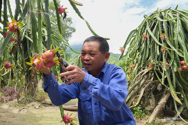 Thanh long đang là một loại cây trồng thí điếm và có hiêu quả ở Anh Sơn