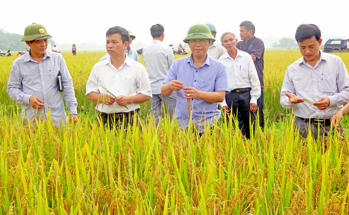 Lãnh đạo huyện Yên Thành và một số địa phương thăm mô hình canh tác lúa SRI tại xã Hậu Thành. Ảnh: Thái Hồng