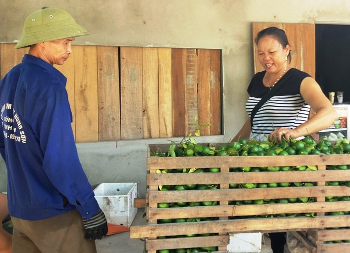 Tại huyện Hưng Nguyên, hiện giá chanh nhập thươnng lái khoảng 4.000 đồng/kg. Ảnh: Thanh Tâm